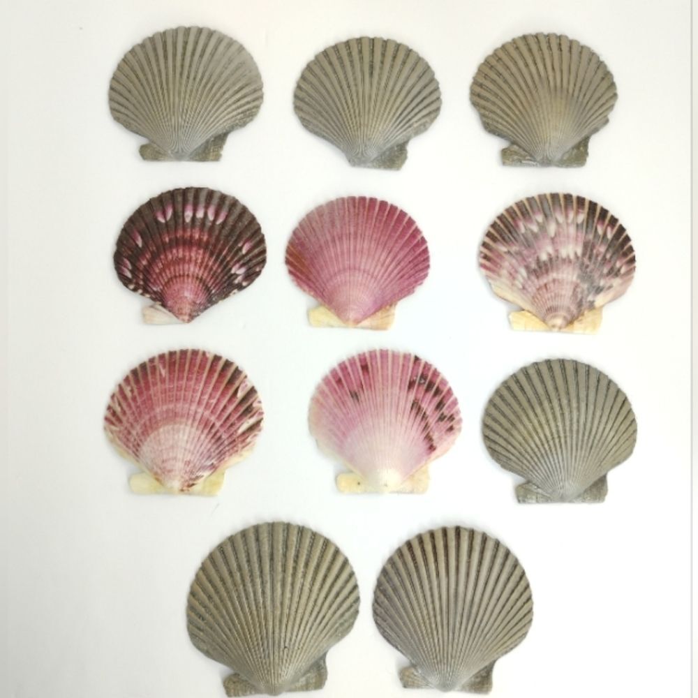 Seashells Calico Scallops Lot of 11 Seal Sprayed Clearwater Beach Florida